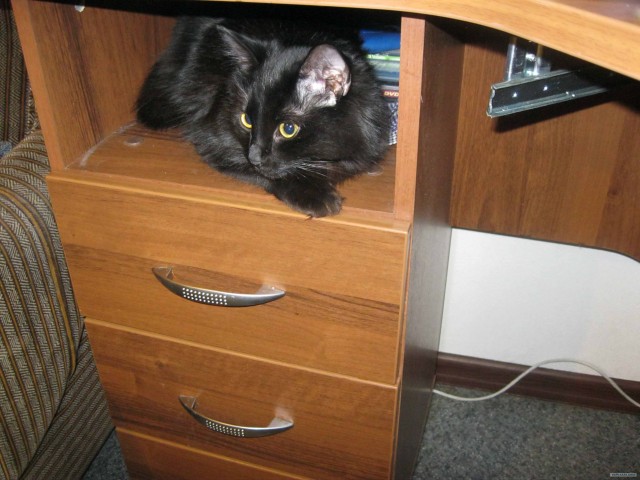 Котовторник (28.02.2012)