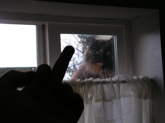 Котовторник 24.04.2012