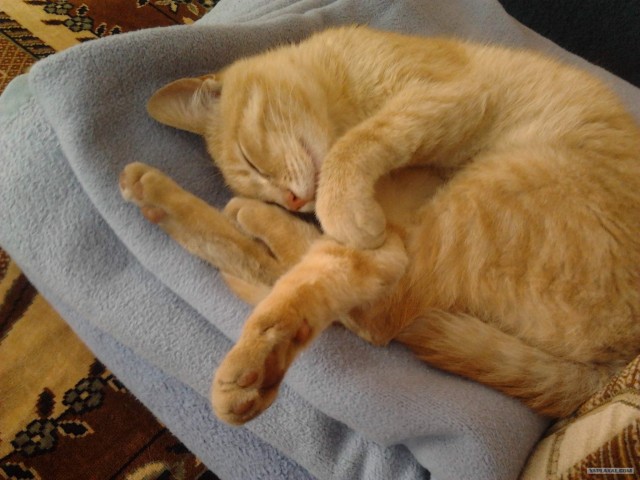 Котовторник   5.06.2012