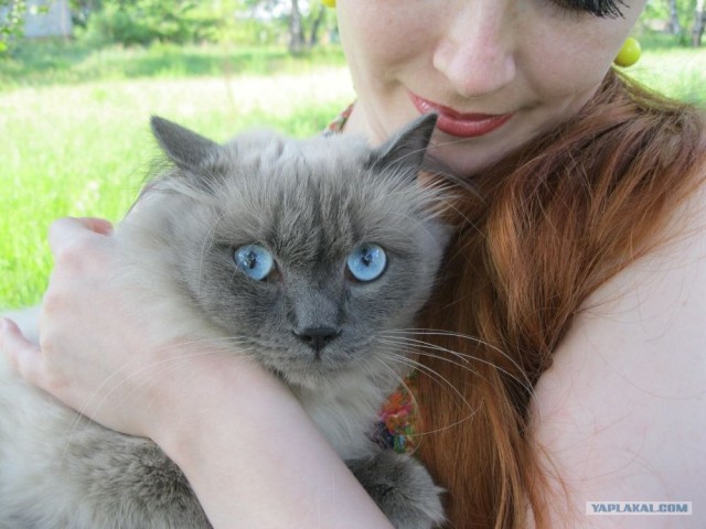 Котовторник  19.06.2012