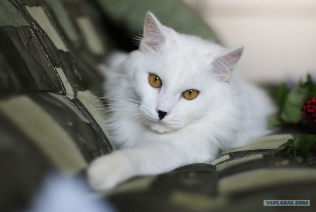 Котовторник  4.09.12