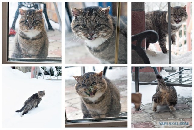 16 лучших котов сезона