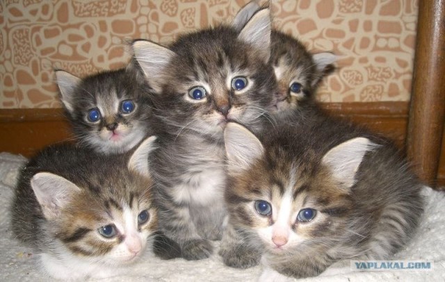 Новогодний Котовторник 01.01.2013