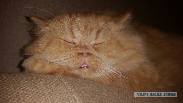 С Днём кошки!