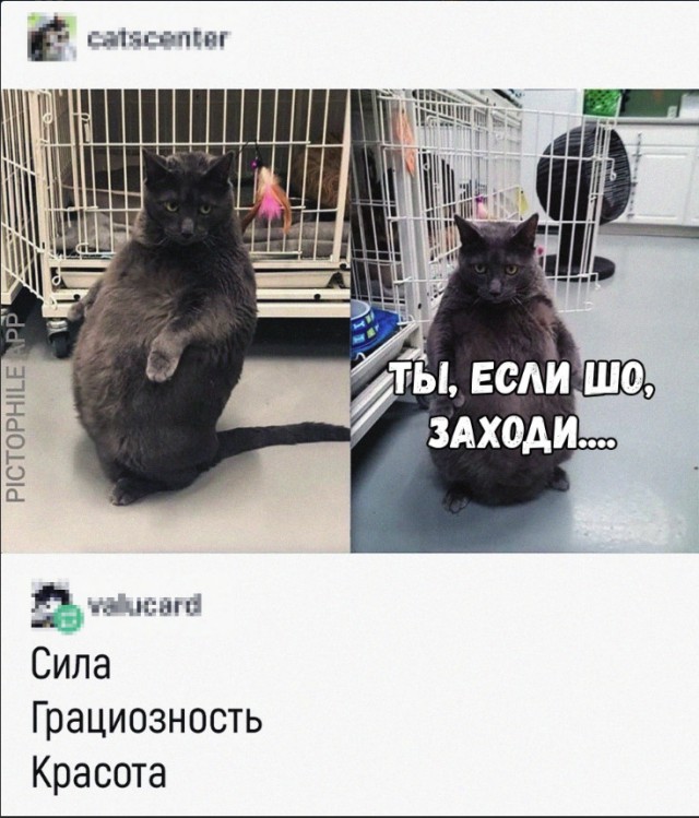 Забавные фото котеек