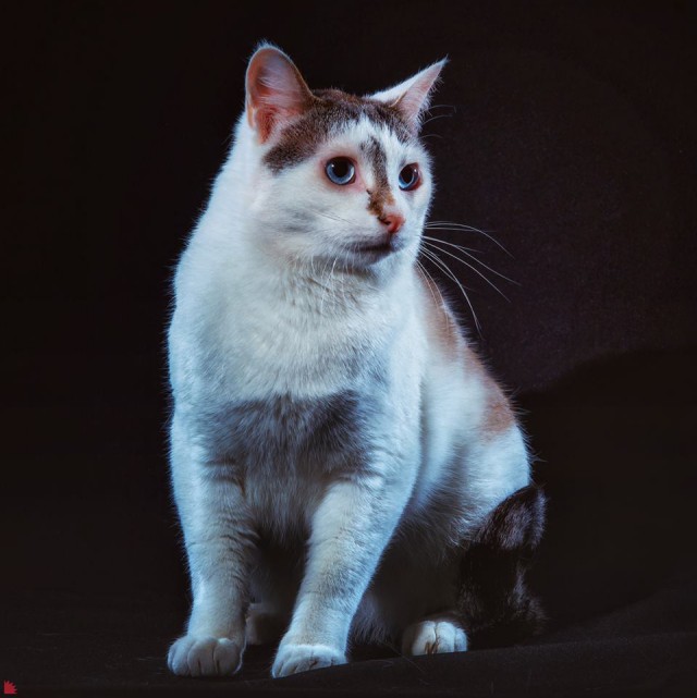 Забавные фото котеек