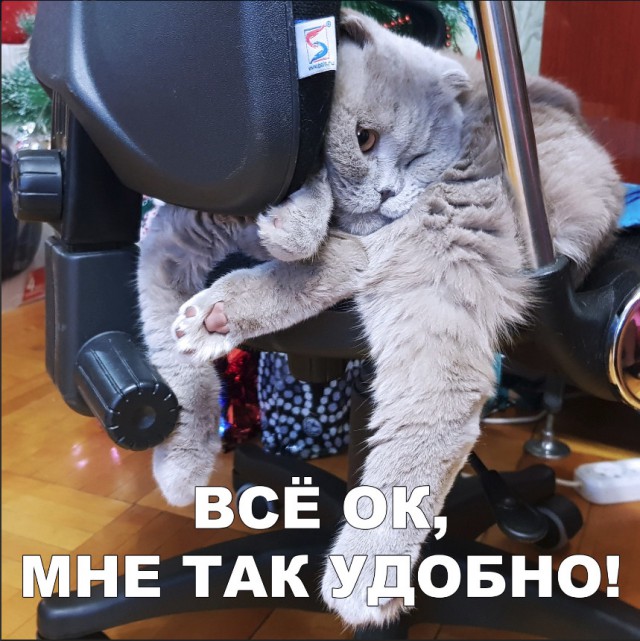 Забавные фото котеек