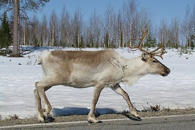 Живность из сети