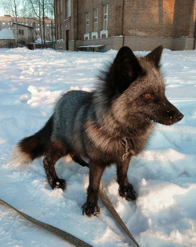 Живность из сети