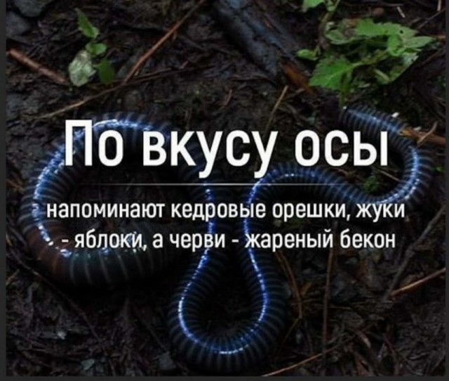 Праздничная чернь