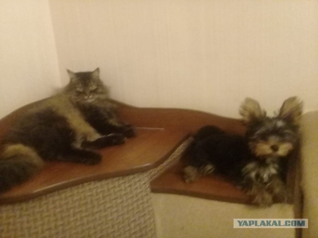 ЯП в кошках