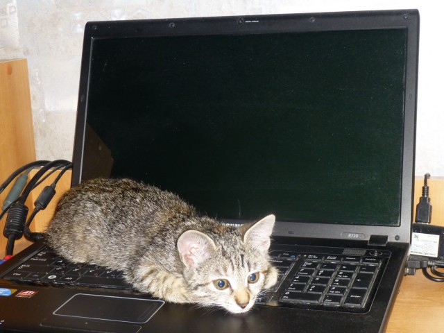 Кошки и компьютеры