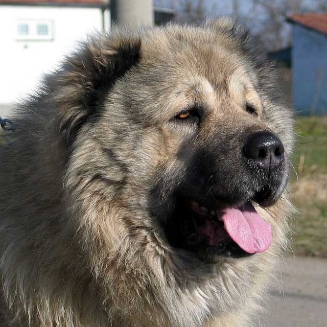 Живность из сети