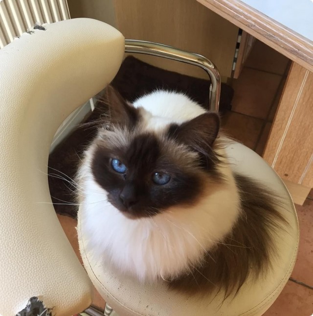 Коты из сети
