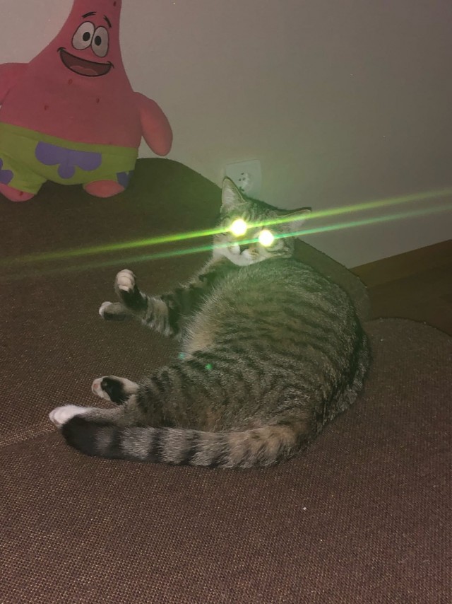 Зверушки