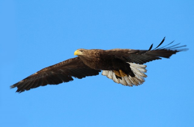 Не хотела бы встретить, но глаз не отвести