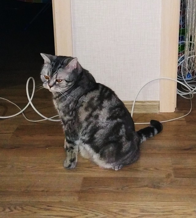 По просьбам в теме ниже. Реальный котовторник!