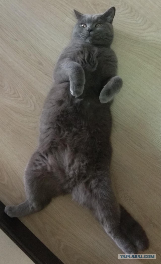Кот который обожает пылесос