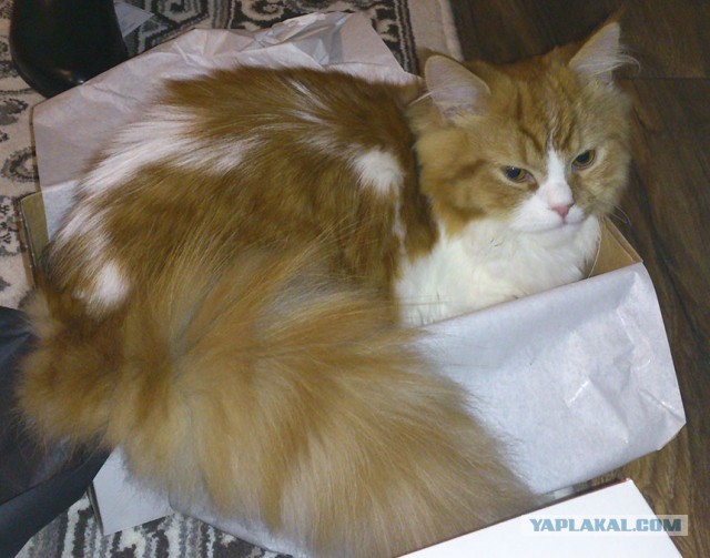Кот, который не любит Новый год