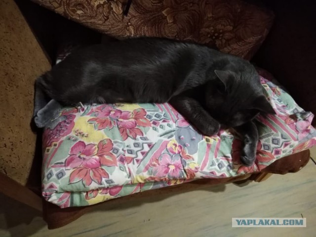 Жизнь домашнего приюта "Котоленд" 267