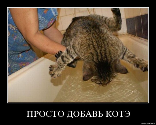 Кот переходит ручей