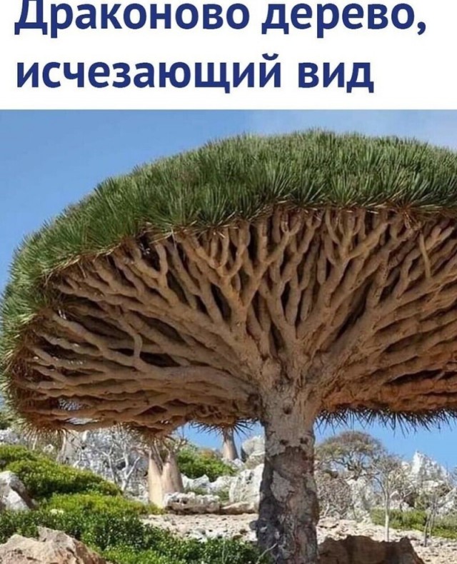 Баянисто-небаянистый юмор 19.07.21
