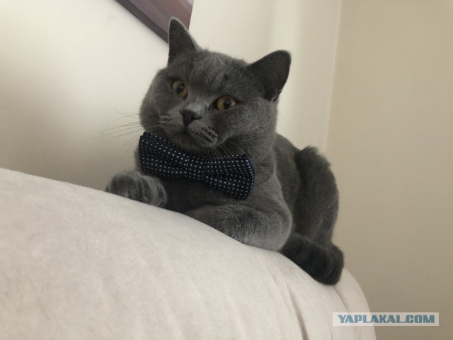 Давайте постить своих котов и кошек