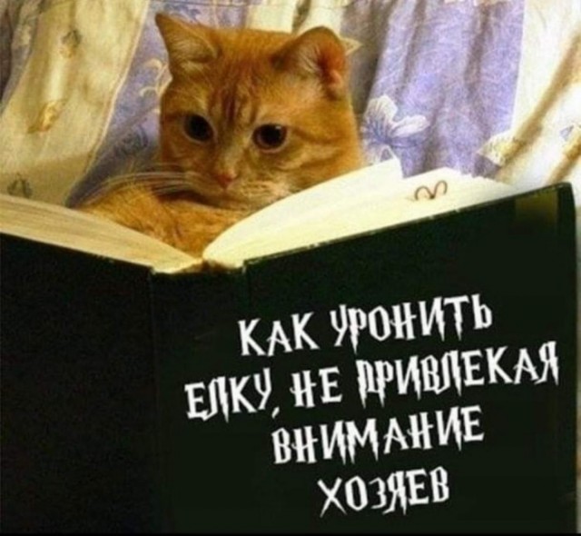 Баяны бабыЯны