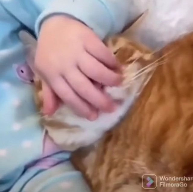 Шерстяной охранник