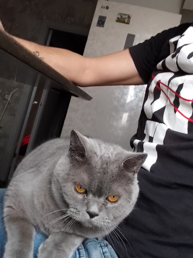 МИРУ - МИР ! Котикам - котовторник !