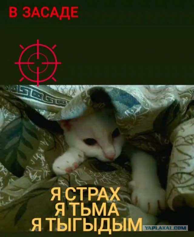 Российским кошкам запретили участвовать в международных соревнованиях