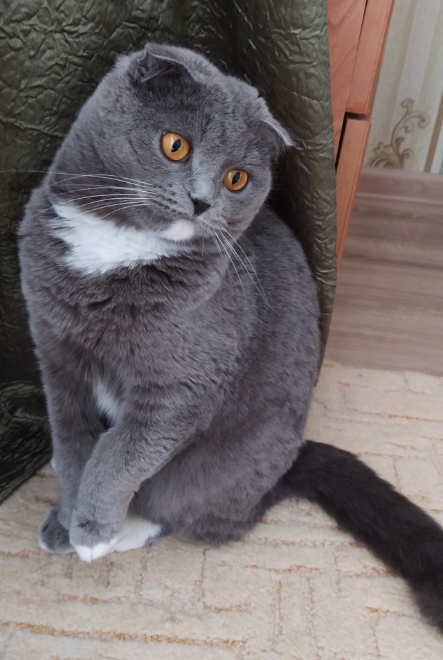Котовторник вроде.