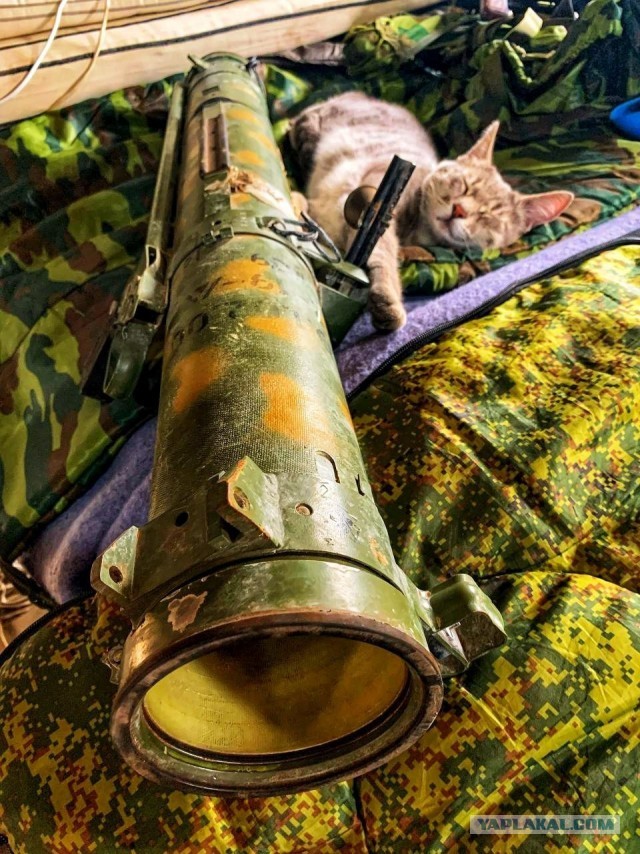Кошка талисман или АСОшка!