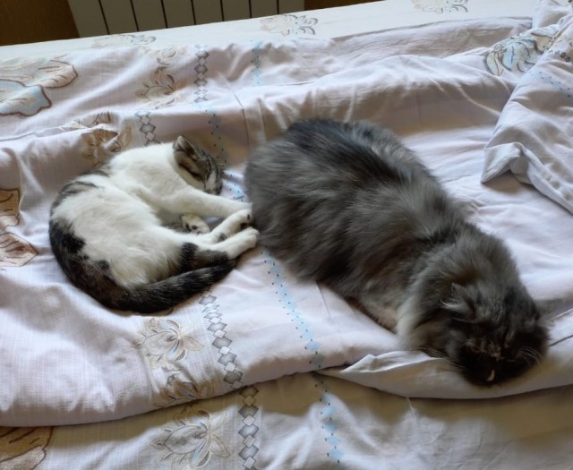 Котовторник 18.10.22