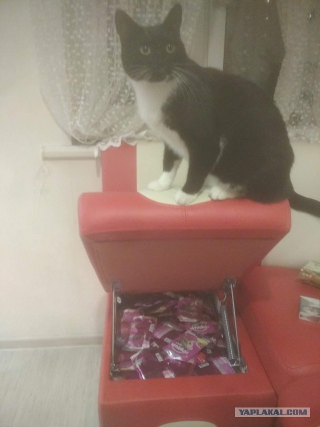 Милаха ещё одного друга привел!