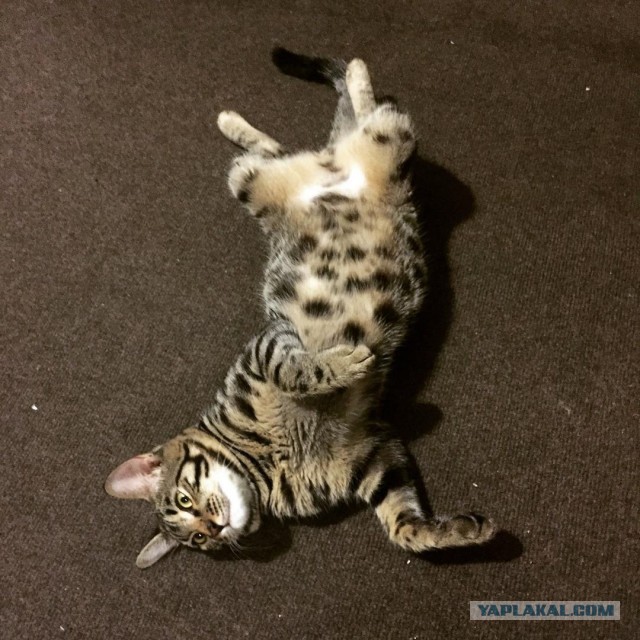 Котейка