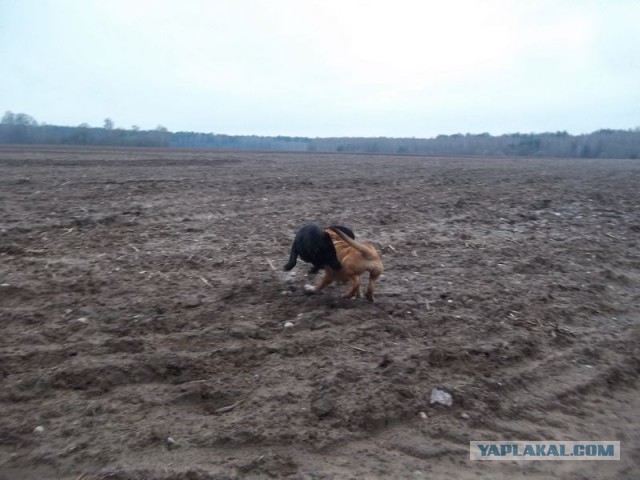 Жизнь домашнего приюта для котеек 443