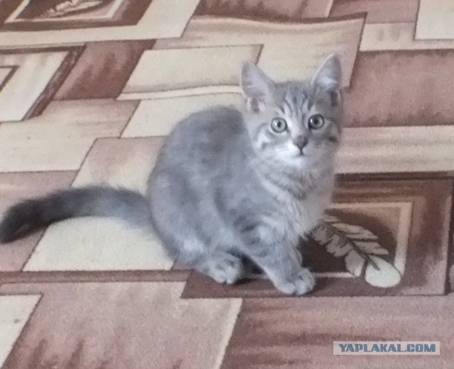 Ещё одну колбаску и всё