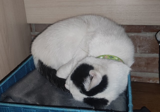 Котофторниг