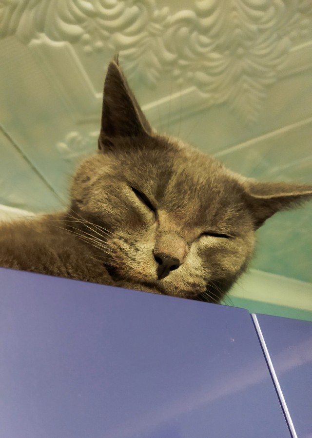 К - Котовторник ☺ Пополнение