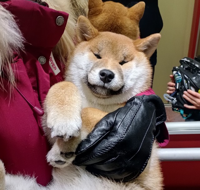 Собака