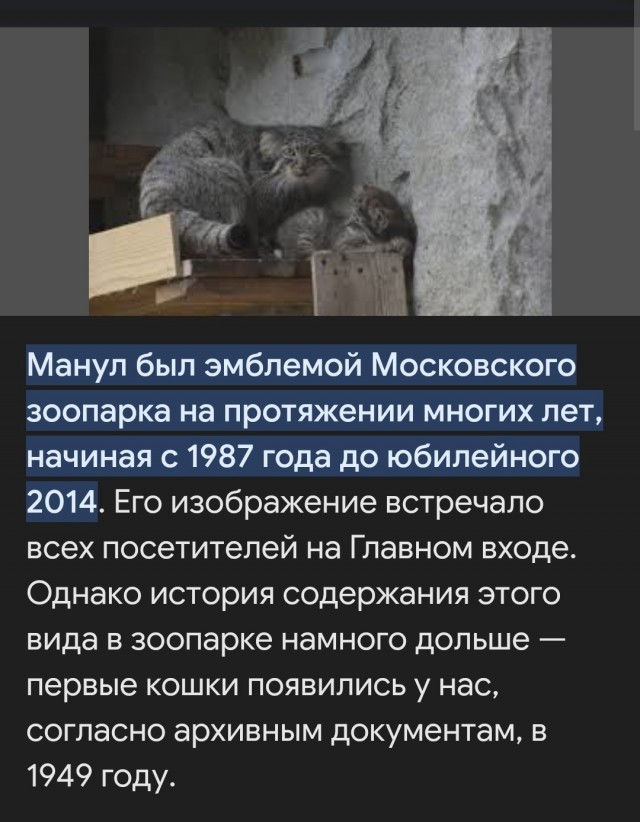 Почему не стоит заводить манула, даже если очень хочется