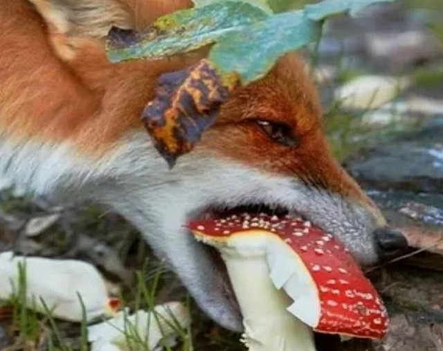 Винни-ЯПух, ЯПтачок и все-все-все...