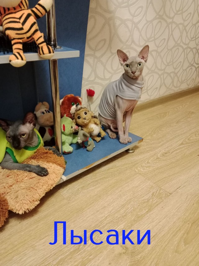 Жизнь домашнего приюта "Котоленд" 431