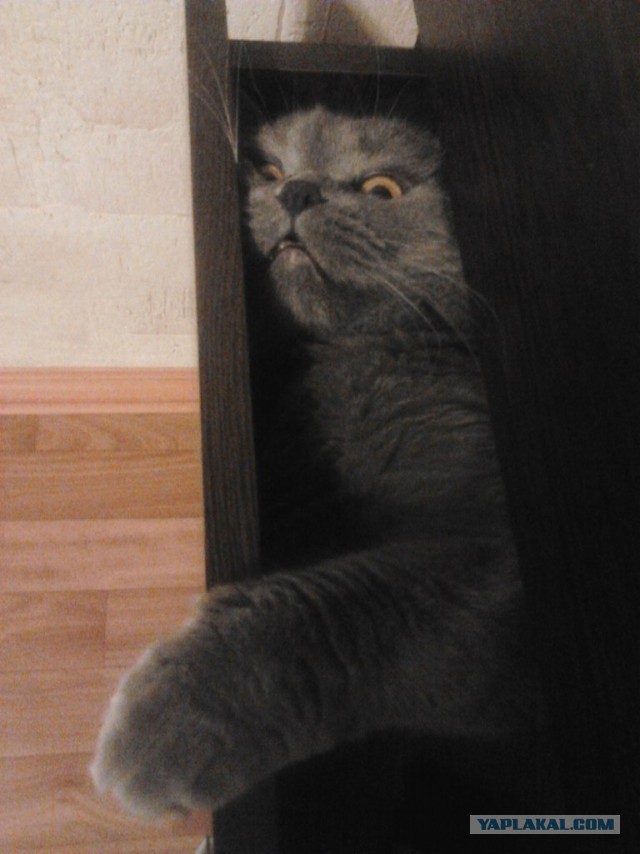 Котовторник 21.05.2013