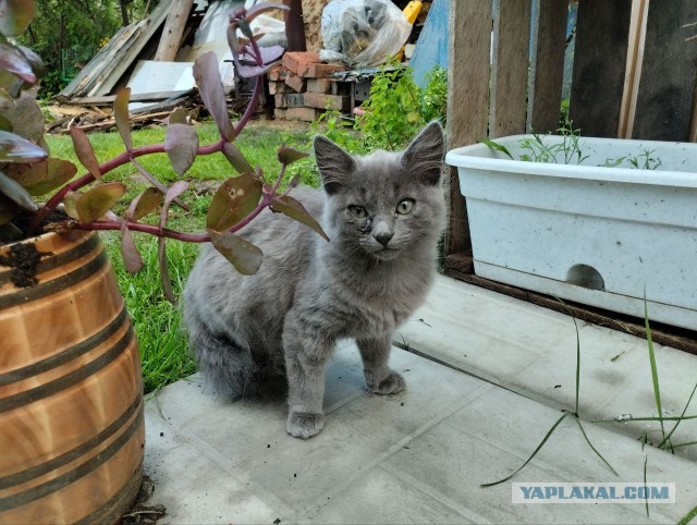 Котята в подмосковье