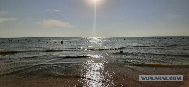 Вода теплая: стала жижей из водорослей, медуз, тел и ротавируса — народ делится впечатлениями о Черном море