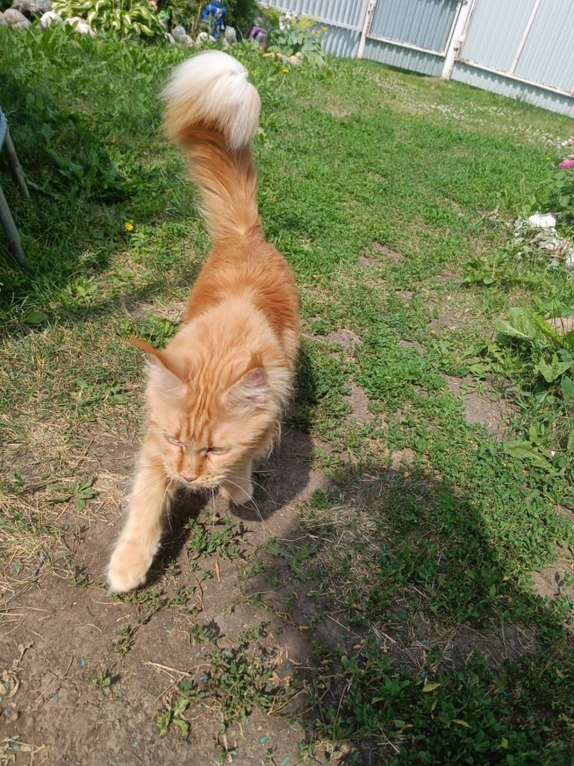 Мэйн-кун!  Котовторнику посвещается!
