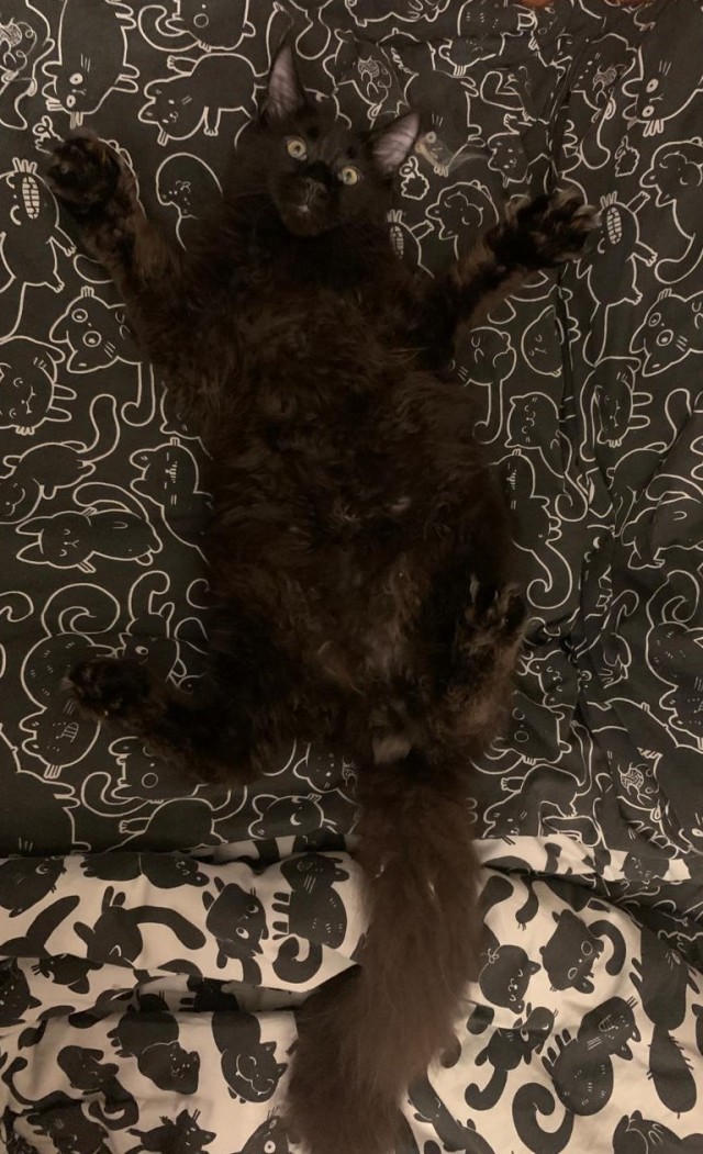 Мэйн-кун!  Котовторнику посвещается!