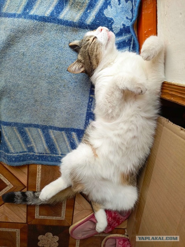 Прикольные морды котов псов к настроению...